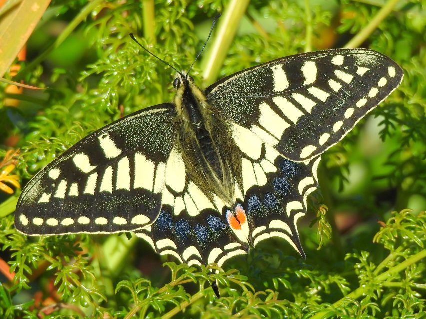 Buskett Woodlands and Dingli Cliffs Private Nature Tour - How this tour compares with a regular Malta day out