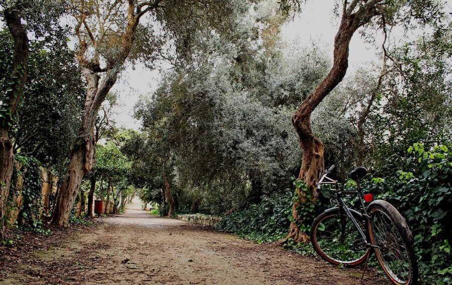 Buskett Woodlands and Dingli Cliffs Private Nature Tour - Dingli Cliffs and Malta’s highest point