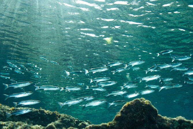 Comino Guided Snorkeling Experience - Swimming through Alex Cave toward Crystal Lagoon