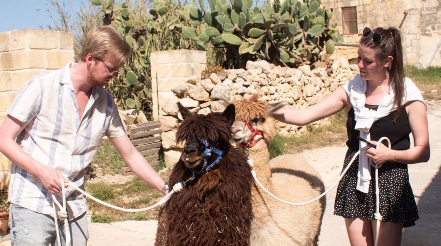 Gozo Alpaca Walks : with feeding and farm visit - Key things to know before you book