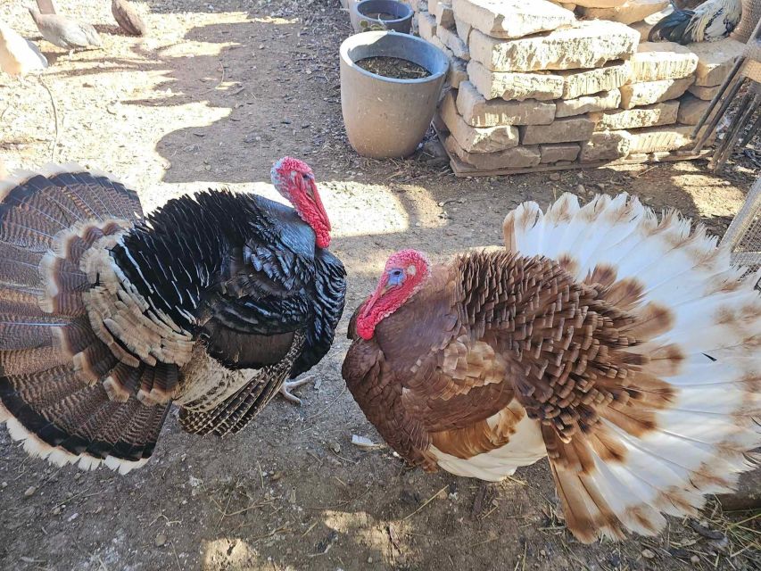 Gozo Alpaca Walks : with feeding and farm visit - Should you book the Gozo Alpaca Walk?