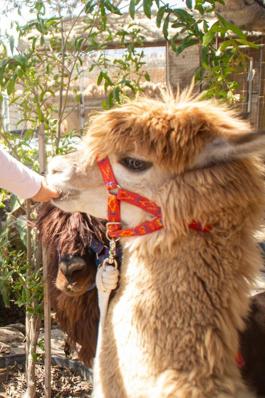 Gozo Alpaca Walks : with feeding and farm visit - Feeding time gives you more animal contact