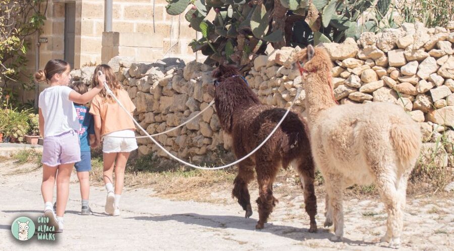 Gozo Alpaca Walks : with feeding and farm visit - The farm animals beyond the alpacas