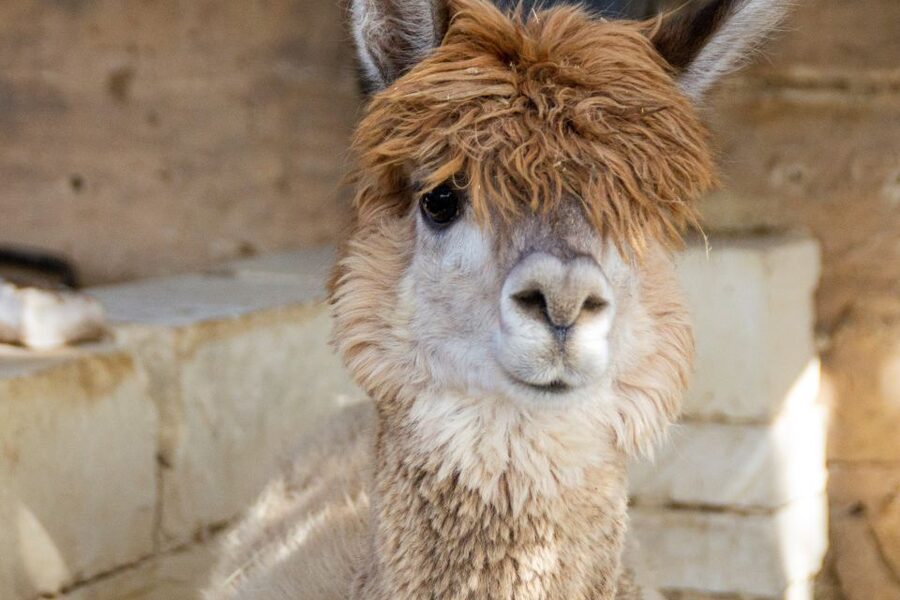 Gozo Alpaca Walks : with feeding and farm visit - Why the small group matters