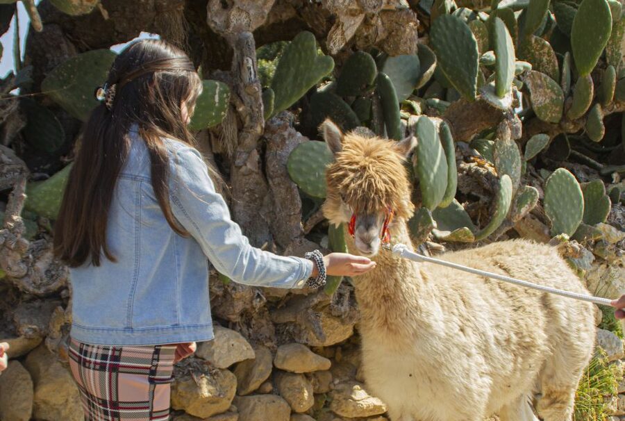 Gozo Alpaca Walks : with feeding and farm visit - Is $71 a fair price for one hour?