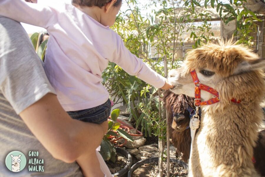 Gozo Alpaca Walks : with feeding and farm visit - Who will enjoy this farm visit most?