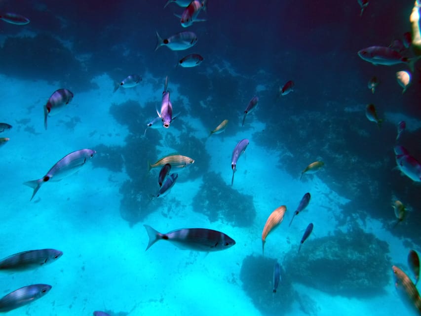 Gozo and Comino Boat and Snorkeling Adventure - What snorkeling is actually like
