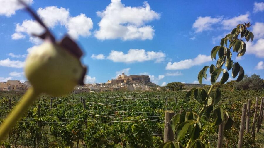 Gozo Victoria Walking Tour - What the guide adds to the experience
