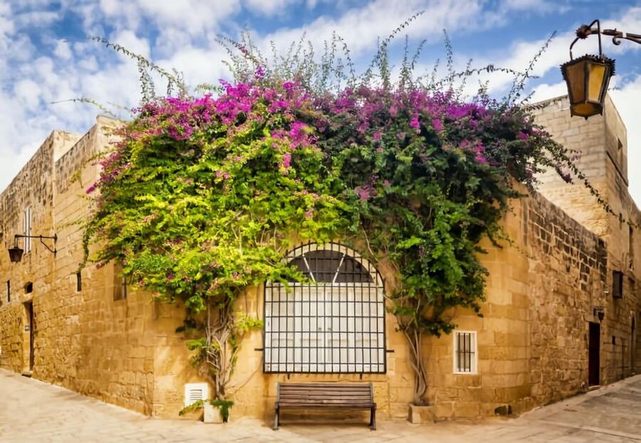 Malta: Mdina, Dingli Cliffs and San Anton Botanical Gardens - Who should book this half-day tour?