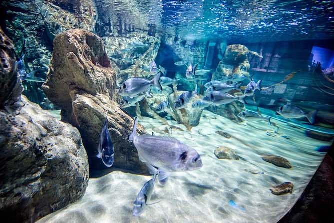 Malta National Aquarium Entrance Ticket - What the $20.30 ticket actually gives you