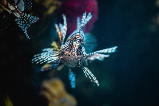 Malta National Aquarium Entrance Ticket - Reptiles, insects, and amphibians
