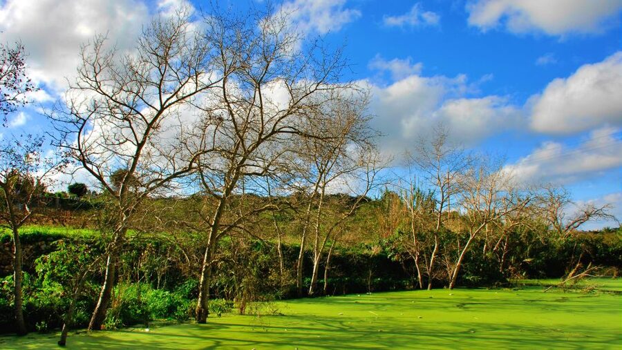 Nature Highlights Private Walking Tour with Transport - What the botanist-led format adds