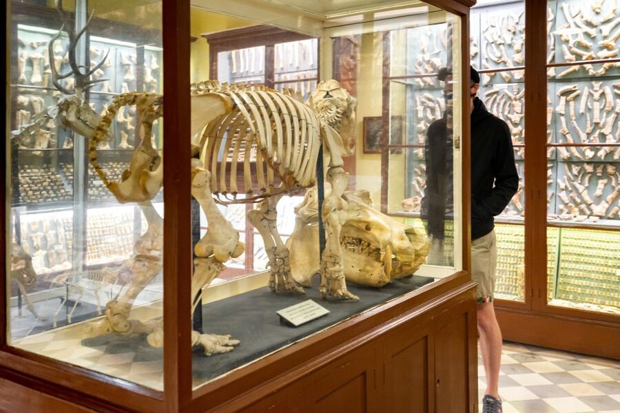 Prehistoric Temples of Malta Tour - Transport, pickup times, and the cost of convenience