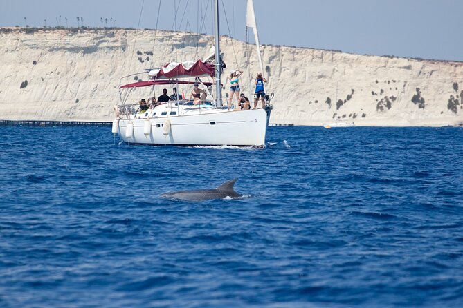 Private Marine Life Spotting - Dolphin watching EcoMarine Malta - Five things to know before you book