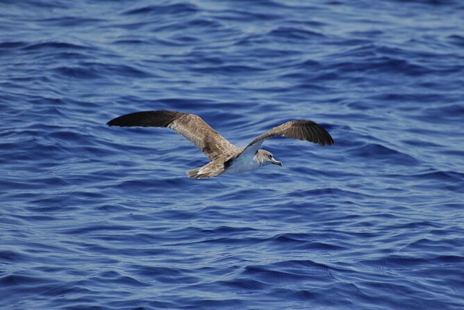 Private Marine Life Spotting - Dolphin watching EcoMarine Malta - A quieter alternative to Malta’s big boat cruises
