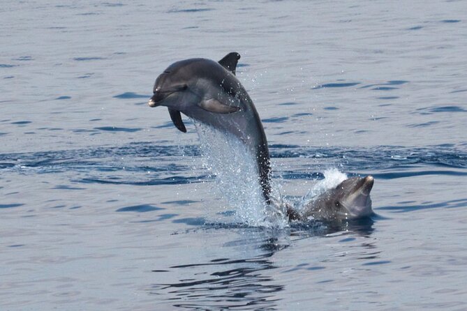 Private Marine Life Spotting - Dolphin watching EcoMarine Malta - Searching the Maltese waters for dolphins