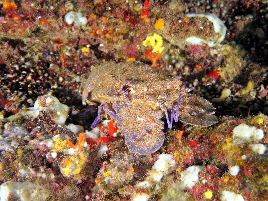 SSI Try Scuba Diving in the sea - Thirty minutes at the house reef