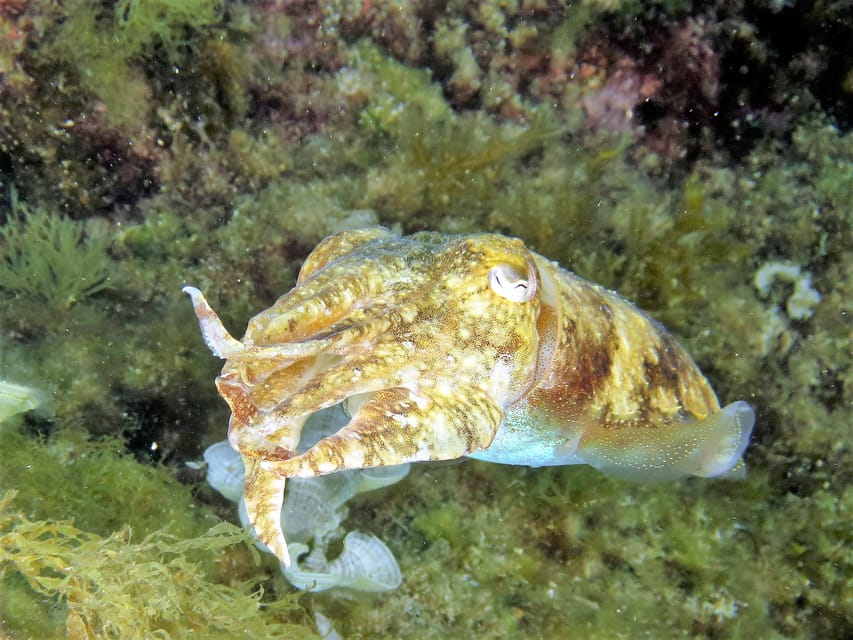 SSI Try Scuba Diving in the sea - Timing, transport, and the practical trade-offs