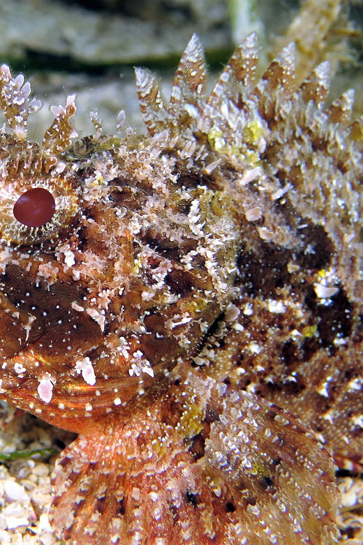 SSI Try Scuba Diving in the sea - My verdict on the Malta try scuba session