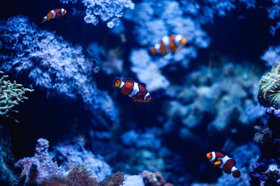St Paul's Bay: Malta National Aquarium Entry Ticket - Malta’s landmarks become aquarium themes