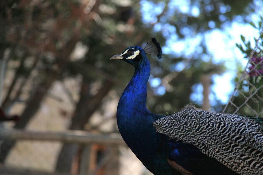 The Limestone Heritage Park and Gardens (Entry Ticket) - Key points before you go