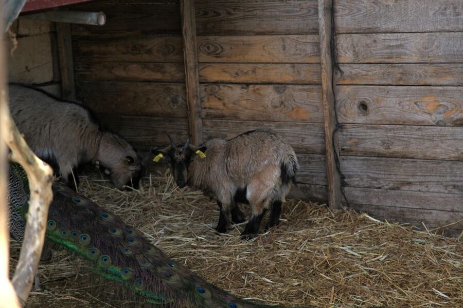 The Limestone Heritage Park and Gardens (Entry Ticket) - Meet the animals at the farm park