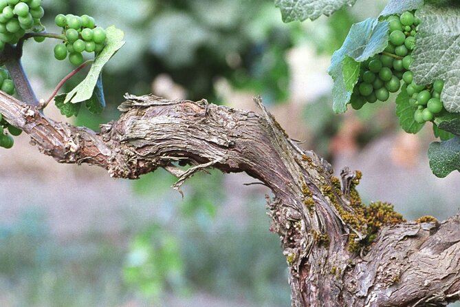 The Taste of Malta Artisan Wine Pairing - Who will enjoy this most?