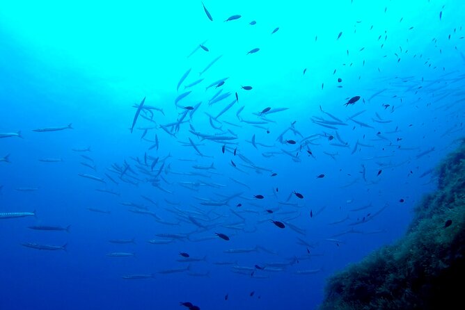 Two Morning Dives in Gozo for Certified Diver - Who will enjoy this morning most?